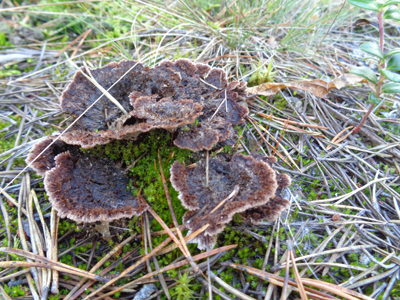 Mushroom